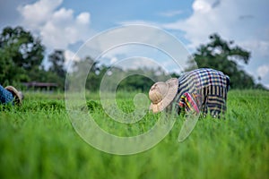 Transplant rice seedlings in rice field, farmer is withdrawn seedling and kick soil flick of Before the grown in paddy field, Farm