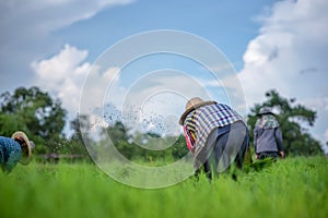 Transplant rice seedlings in rice field, farmer is withdrawn seedling and kick soil flick of Before the grown in paddy field, Farm