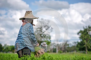 Transplant rice seedlings in rice field, farmer is withdrawn seedling and kick soil flick of Before the grown in paddy field, Farm