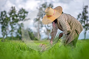 Transplant rice seedlings in rice field, farmer is withdrawn seedling and kick soil flick of Before the grown in paddy field, Farm