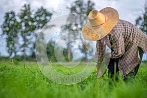 Transplant rice seedlings in rice field, farmer is withdrawn seedling and kick soil flick of Before the grown in paddy field, Farm