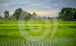 Transplant rice seedlings in rice field, farmer is withdrawn seedling and kick soil flick of Before the grown in paddy field, Farm