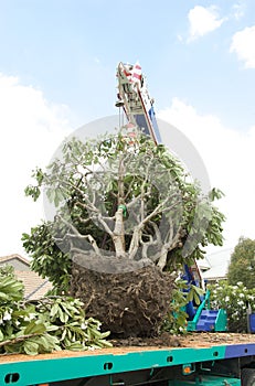 Transplant of tree