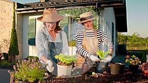 Transplantation of plants and gardening. Two female gardeners transplant plants into pots in the yard near the house