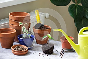 Transplanting ficus benjamin into large pots. Tools and plants on the background of the room