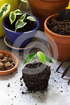 Transplanting ficus benjamin into large pots. Tools and plants on the background of the room