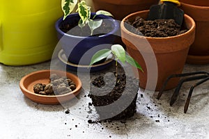 Transplanting ficus benjamin into large pots. Tools and plants on the background of the room