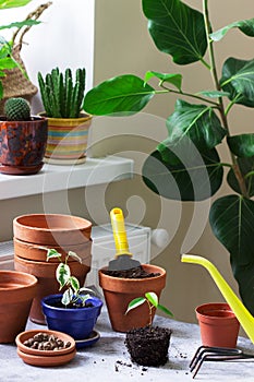 Transplanting ficus benjamin into large pots. Tools and plants on the background of the room.