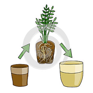 Transplanting flower from small pot to bigger pot. Vector instruction. Zamioculcas plant with roots and potting soil. Hand drawn