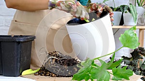 Transplanting a home plant Philodendron into a new pot. A woman plants a stalk with roots in a new soil. Caring and reproduction