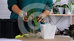 Transplanting a home plant Philodendron into a new pot. A woman plants a stalk with roots in a new soil. Caring and reproduction