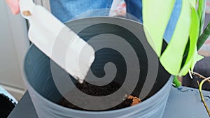 Transplanting home potted plant monstera into new pot. Adding ground Waking Up Indoor Plants. Replant in new ground