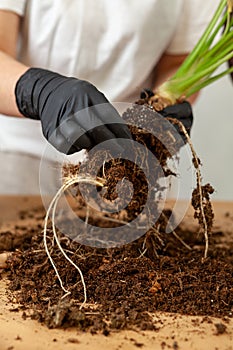 Transplanting a houseplant into a new flower pot.