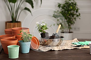 Transplanting houseplants. Gardening tools, flowers and empty pots on wooden table at home