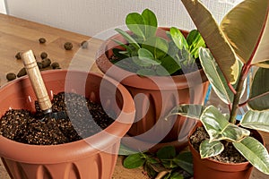 Transplanting houseplants. Home gardening. Plant care. Three brown pots with ficus`s on a wooden table