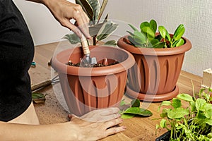 Transplanting houseplants. Home gardening. Plant care. A woman transplants plants from an old pot to a new one