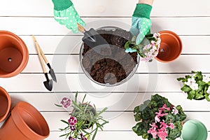 Transplanting houseplants. Woman with gardening tools, flowers and empty pots at white wooden table, top view