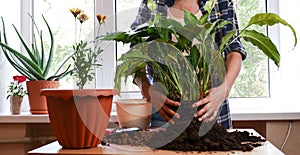 Transplanting an indoor flower spathifllum. in the room by the window. female hands pour earth into a brown pot for planting a