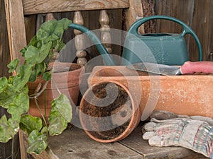 Transplanting indoor plants