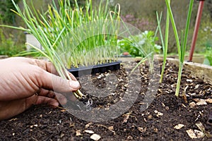 transplanting onion in the vegetable garden. growing onion in fertile soil. young onion plant
