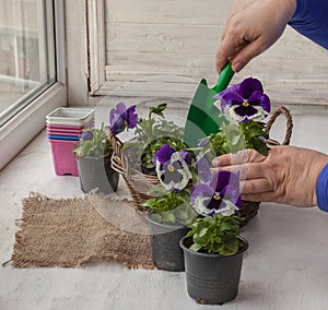 Transplanting pansy seedlings from pots into a decorative flower basket