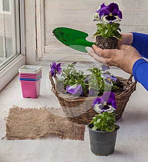 Transplanting pansy seedlings from pots into a decorative flower basket