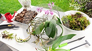 Transplanting a phaleonopsis potted orchid on a desktop with garden tools, watering can and pruning shears on a summer day photo