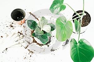 Transplanting philodendron and monstera plant into new pot on white background close up.