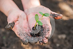 Transplanting plants illustration of procedures and tools for caring for indoor plants. Soil preparation. Care Of New Life - Water