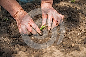 Transplanting plants illustration of procedures and tools for caring for indoor plants. Soil preparation. Care Of New Life - Water