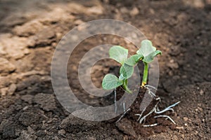 Transplanting plants illustration of procedures and tools for caring for indoor plants. Soil preparation. Care Of New Life - Water