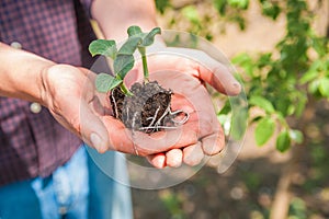 Transplanting plants illustration of procedures and tools for caring for indoor plants. Soil preparation. Care Of New Life - Water