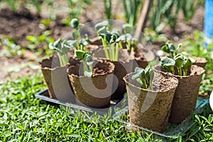 Transplanting plants illustration of procedures and tools for caring for indoor plants. Soil preparation. Care Of New Life - Water