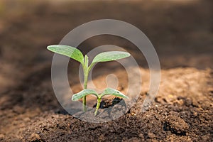 Transplanting plants illustration of procedures and tools for caring for indoor plants. Soil preparation. Care Of New Life - Water