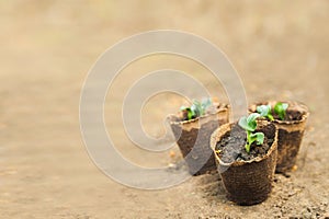 Transplanting plants illustration of procedures and tools for caring for indoor plants. Soil preparation. Care Of New Life - Water