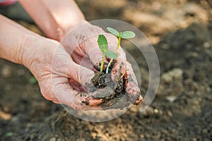 Transplanting plants illustration of procedures and tools for caring for indoor plants. Soil preparation. Care Of New Life - Water