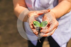 Transplanting plants illustration of procedures and tools for caring for indoor plants. Soil preparation. Care Of New Life - Water