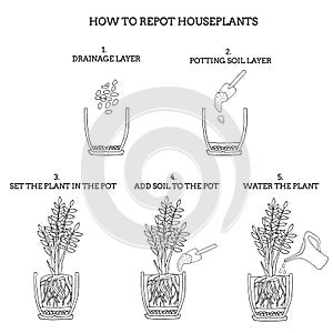 Transplanting potted flower steps. Vector instruction. How to repot a zamioculcas plant. Hand drawn black and white scheme