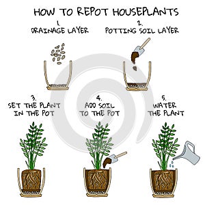 Transplanting potted flower steps. Vector instruction. How to repot a zamioculcas plant. Hand drawn colored scheme
