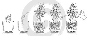Transplanting potted flower steps. Vector instruction. How to repot a zamioculcas plant. Hand drawn cutaway black and