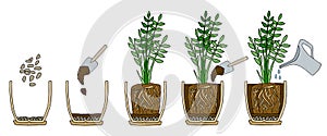 Transplanting potted flower steps. Vector instruction. How to repot a zamioculcas plant. Hand drawn cutaway colored scheme