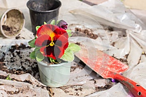 Transplanting a red large pansy flower with tools