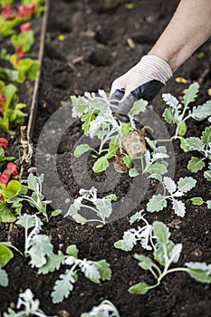 Transplanting seedlings, planting plants. Hands in protective gloves planting seedlings in garden. Spring, garden, work