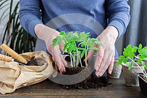 Transplanting seedlings, pricking out