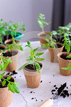 Transplanting seedlings, pricking out