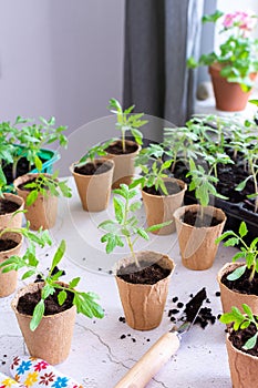 Transplanting seedlings, pricking out