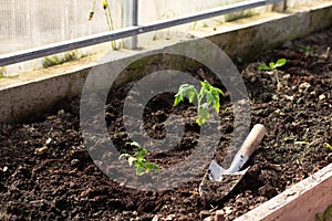 Transplanting small young tomato seedlings with garden supplies into greenhouse. Growing food, gardening as hobby concept