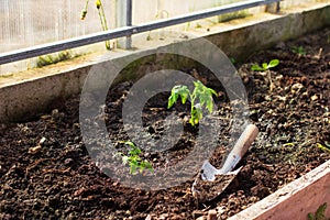 Transplanting small young tomato seedlings with garden supplies into greenhouse. Watering plants, gardening as hobby concept