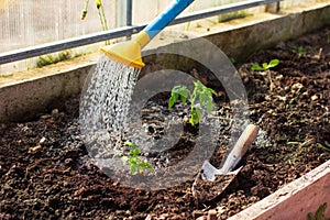Transplanting small young tomato seedlings with garden supplies into greenhouse. Watering plants, gardening as hobby concept