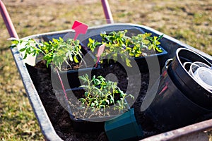 Transplanting small young tomato seedlings from pots to planters or small beds into greenhouse with garden supplies . Growing plan